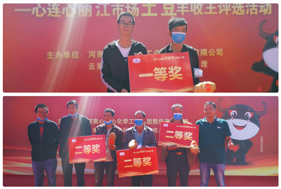 喜迎豐收，薯王爭霸！——心連心麗江市場土豆豐收王評選活動(dòng)成功舉行